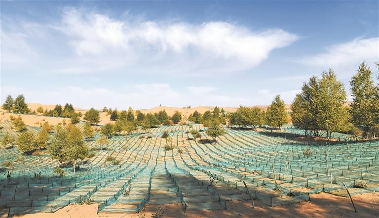 【堅定信心 實干爭先】沙海種綠記