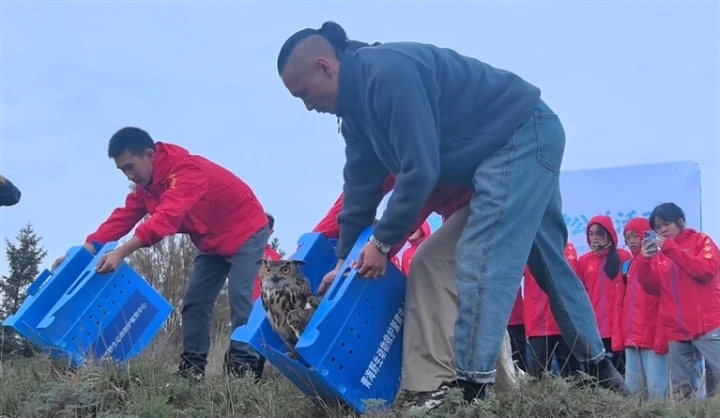 兩只雕鸮重返自然懷抱