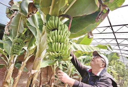 從單打獨(dú)斗到抱團(tuán)發(fā)展 黃南農(nóng)牧品牌這樣闖市場(chǎng)