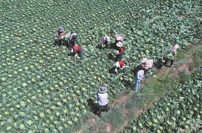 【輝煌“十四五” 改革譜新篇】“青字號(hào)”鏈通四海闖世界——青海“十四五”發(fā)展成就巡禮之四