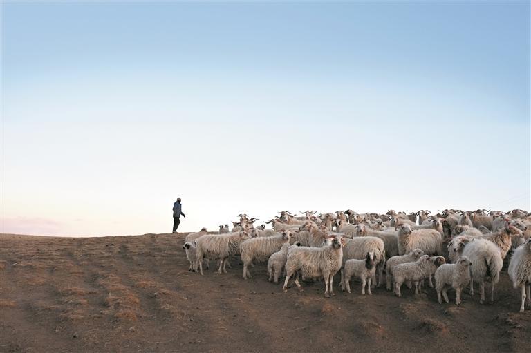 青海剛察:高效養(yǎng)殖助力牧民增收