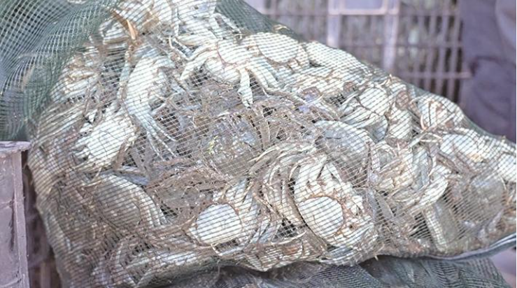 青海都蘭縣:荒漠變“蟹塘” 牧民笑開顏