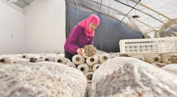 【鄉村振興在青海】民和麻地溝村從“土里刨食”到“菌里淘金”