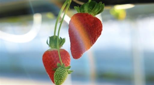 首屆湟中草莓文化藝術(shù)季29日啟幕