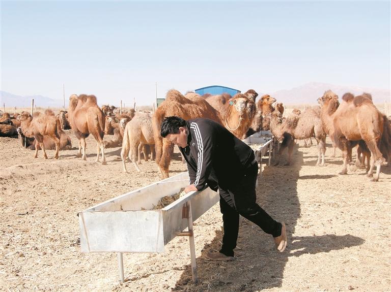 阿依提別克在拌草料。本報實習(xí)記者 朱煒明 攝