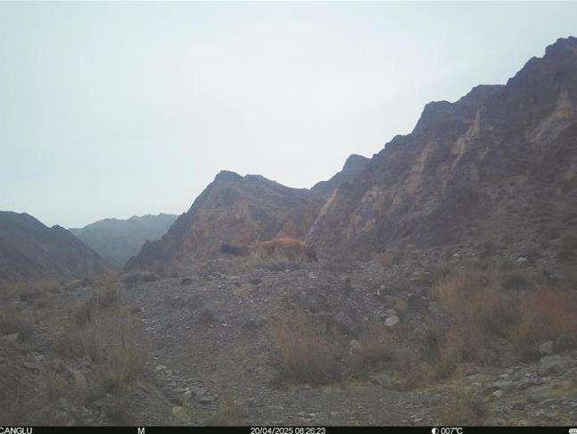 青海德令哈首次記錄到國家一級重點保護野生動物豺
