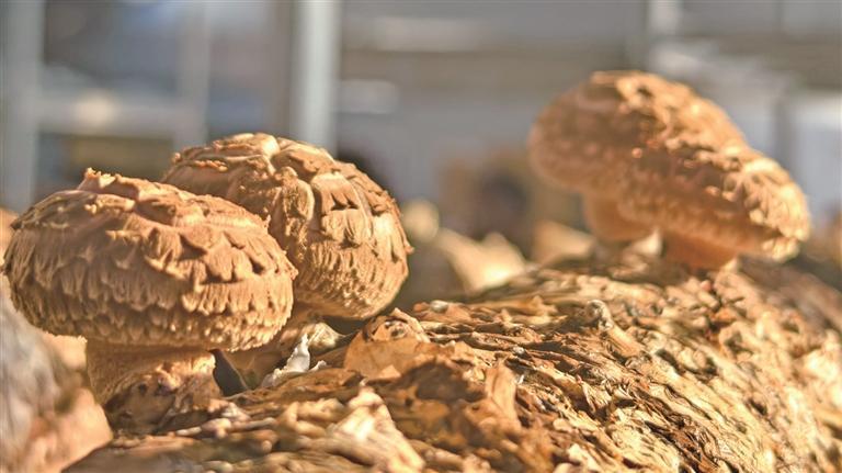 ��ԭ�������������㹽